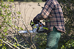 Chainsaw and Forestry