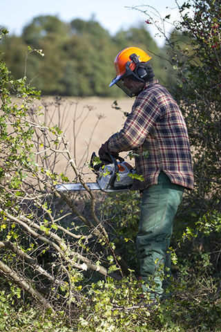 Chainsaw and Forestry